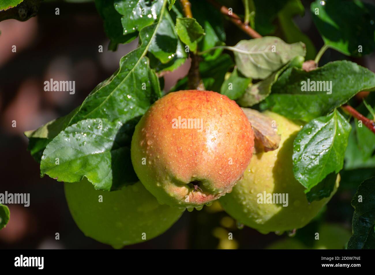 Grandi mele dolci braeburn che maturano sull'albero nel frutteto primo piano Foto Stock