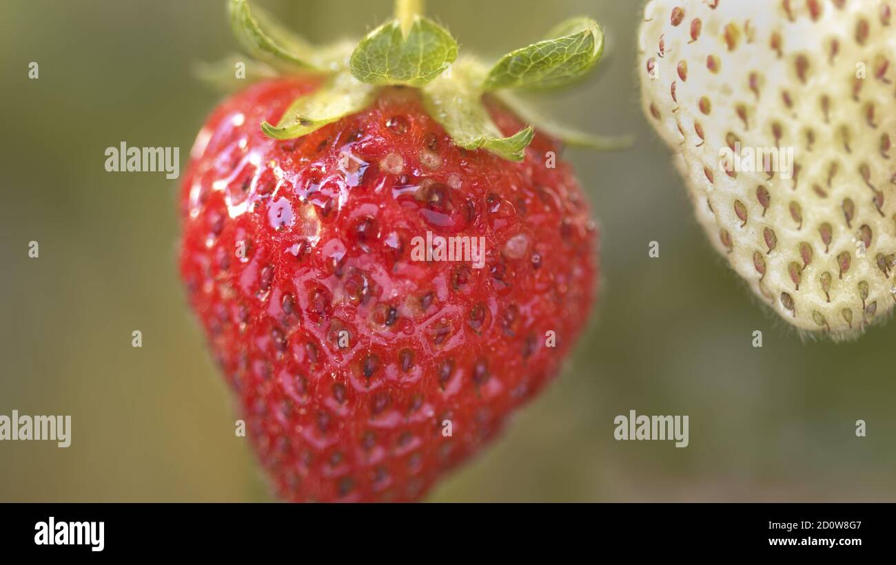 Estremo primo piano di una fragola matura appesa a un pianta Foto Stock