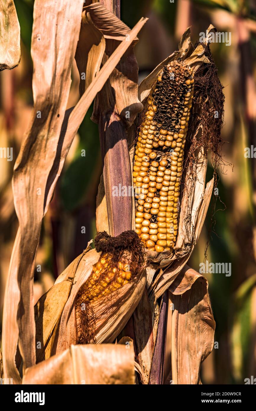 Mais non vendibile sulla pannocchia dopo la siccità e la malattia in Un campo di mais tedesco Foto Stock