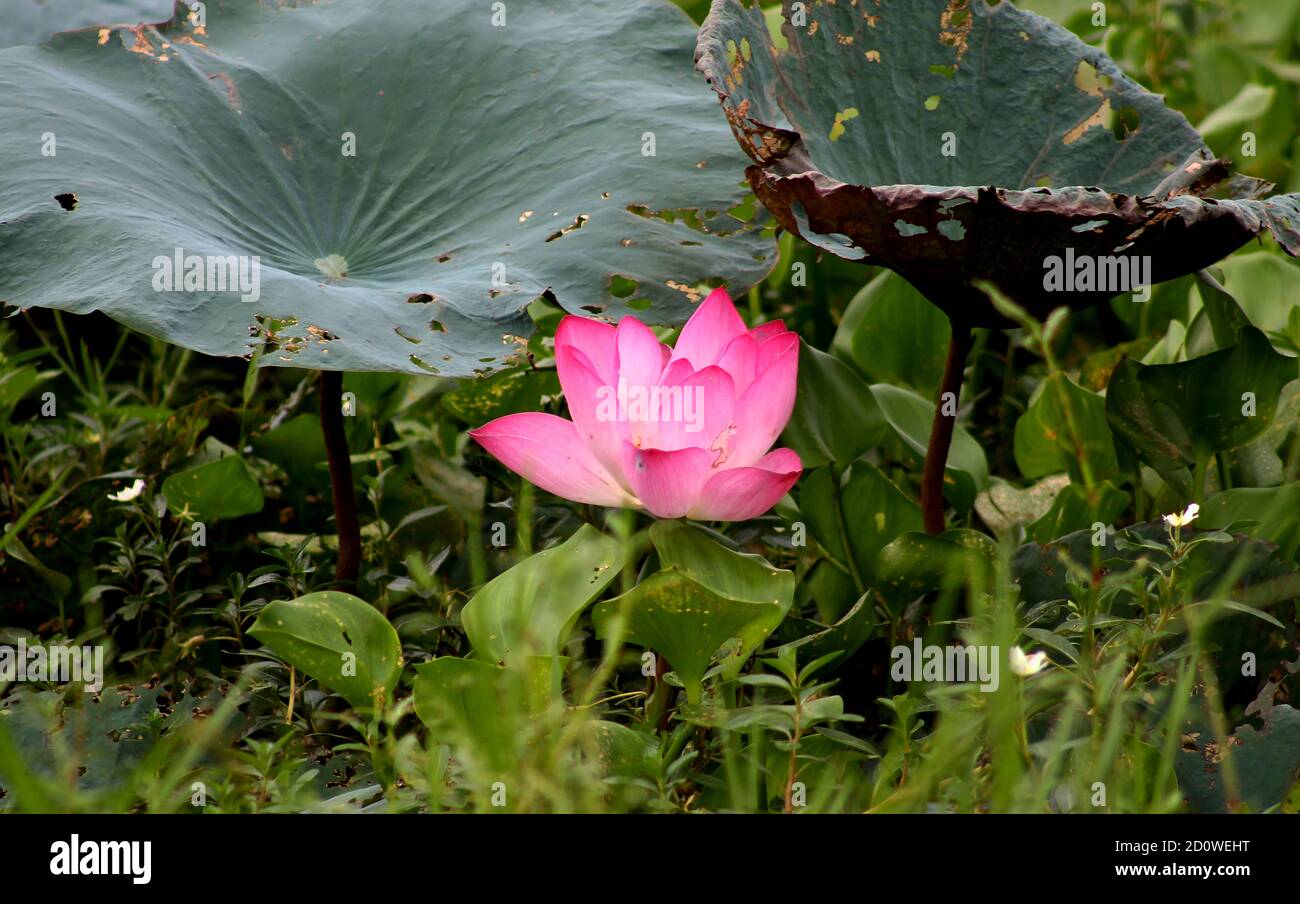 L'incredibile bellezza della natura è il fiore di loto Foto Stock