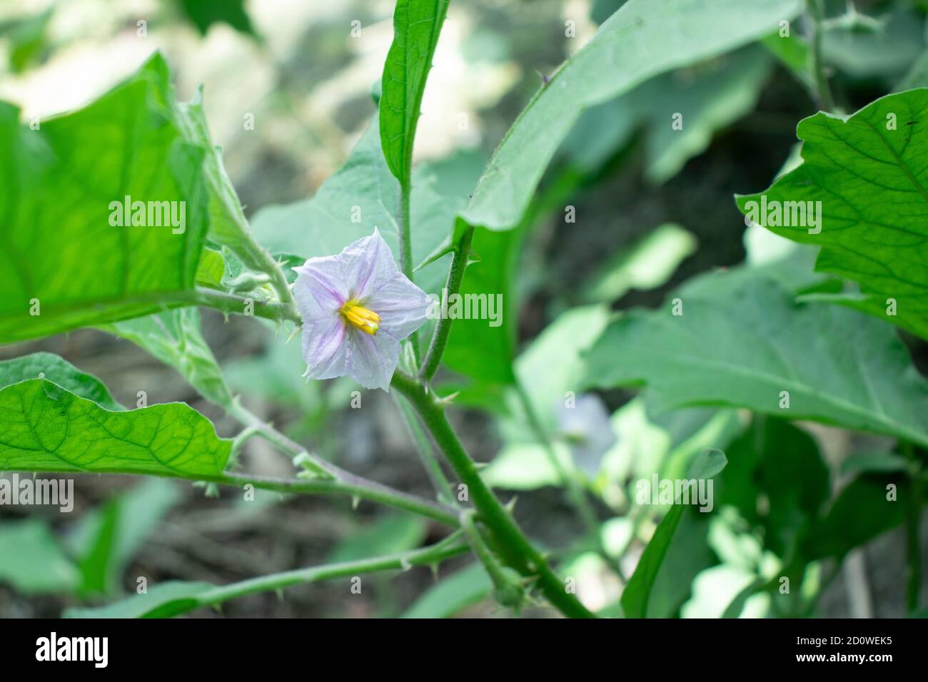Melanzane o iniziati Fiori di Brinjal di alberi spinosi e melanzane Foto Stock