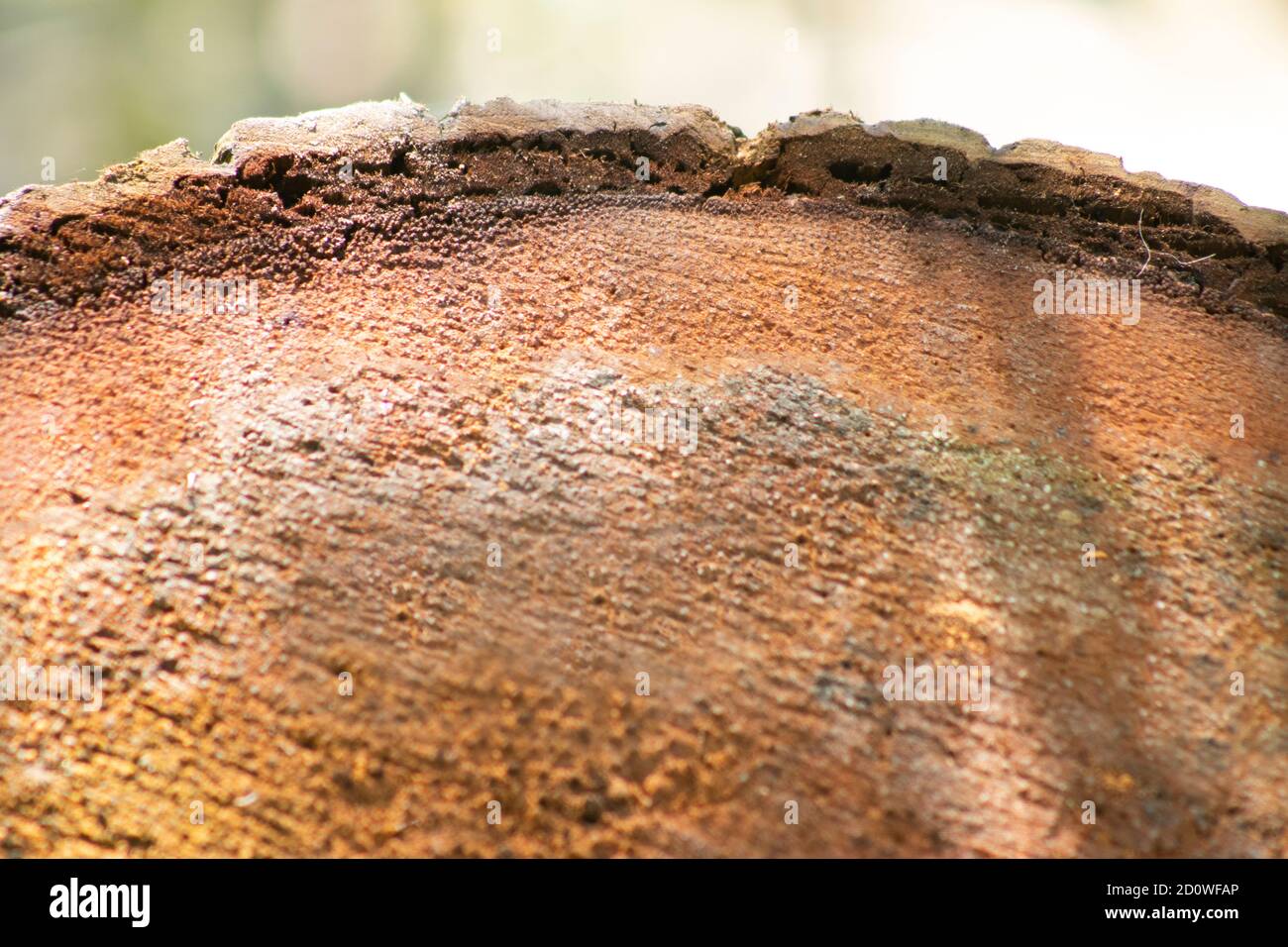 La vecchia radice tagliata parte anteriore all'interno della noce di cocco albero Foto Stock