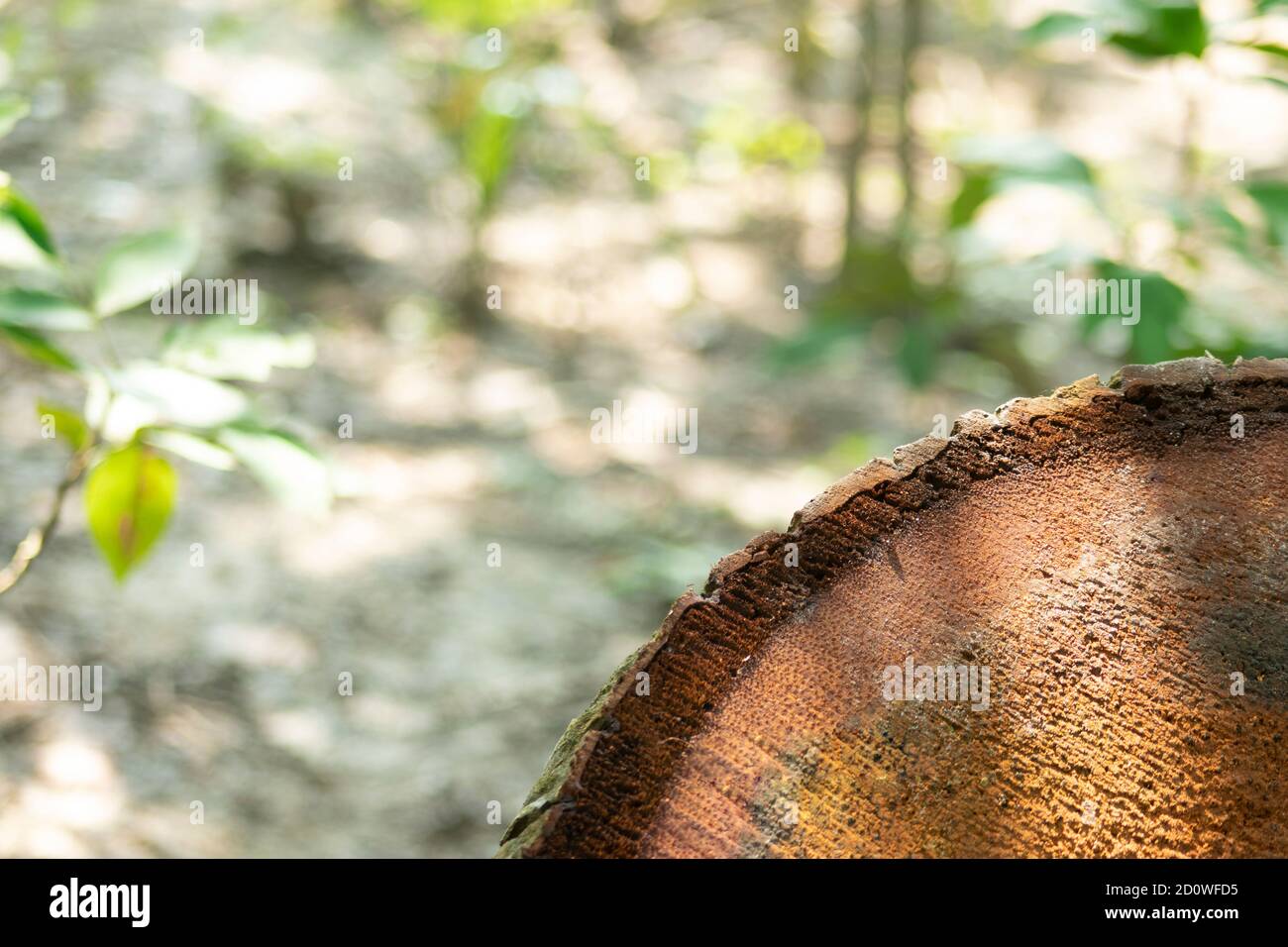 La parte laterale anteriore tagliata di radice dell'albero di cocco sfondo Foto Stock