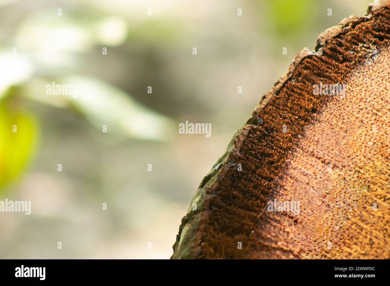 La radice tagliata all'interno della parte del cocco albero isolato lo sfondo Foto Stock