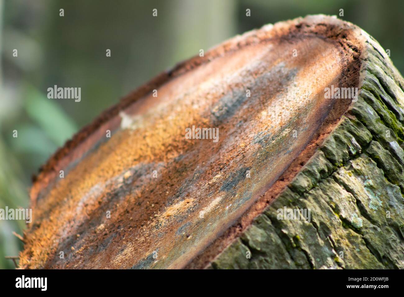 La parte laterale tagliata della radice della metà dell'albero di cocco sfondo isolato Foto Stock