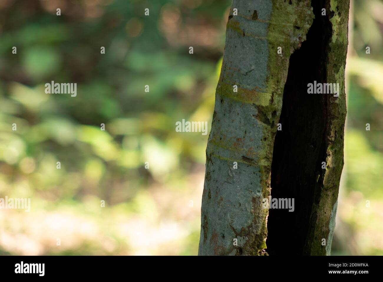 Nido di uccello di pipistrello nel foro all'interno dell'albero di betel pianta Foto Stock