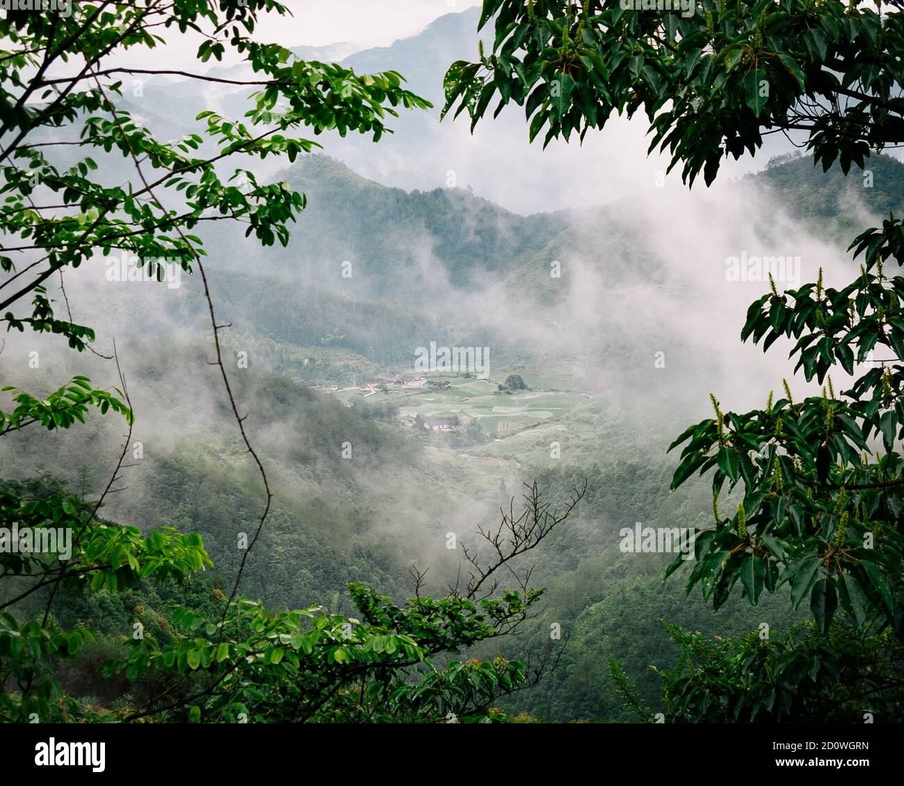 Piccola fattoria di riso cinese visto attraverso la nebbia e gli alberi. Foto Stock