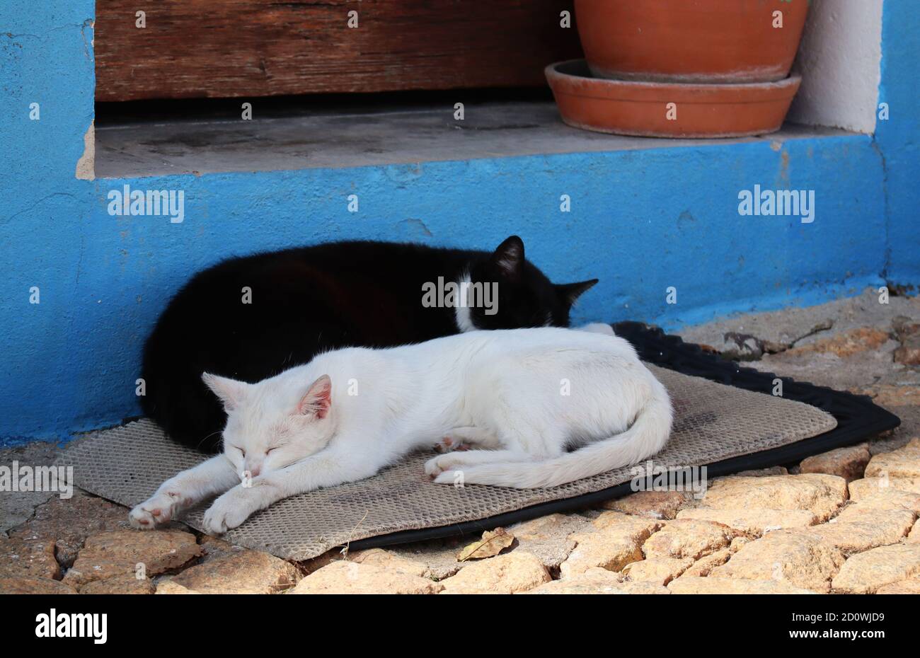 Due gatti ad Escusa che hanno un pisolino pomeridiano su un tappetino! Foto Stock