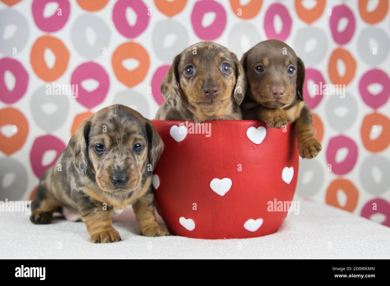 3 cuccioli di dachshund in una tazza Foto Stock