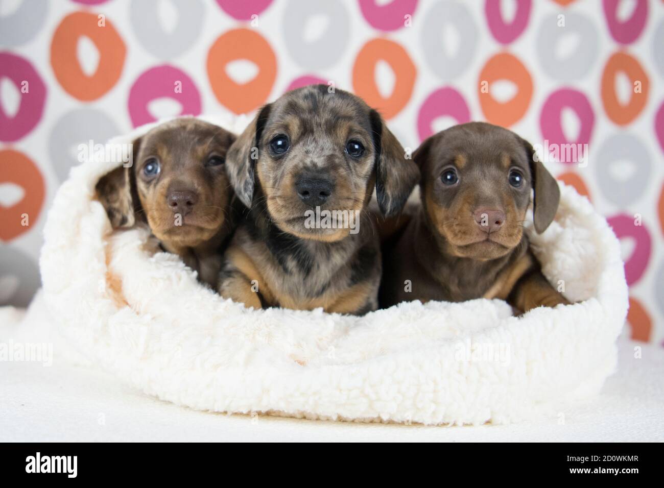 3 cuccioli di dachshund avvolti in una coperta Foto Stock