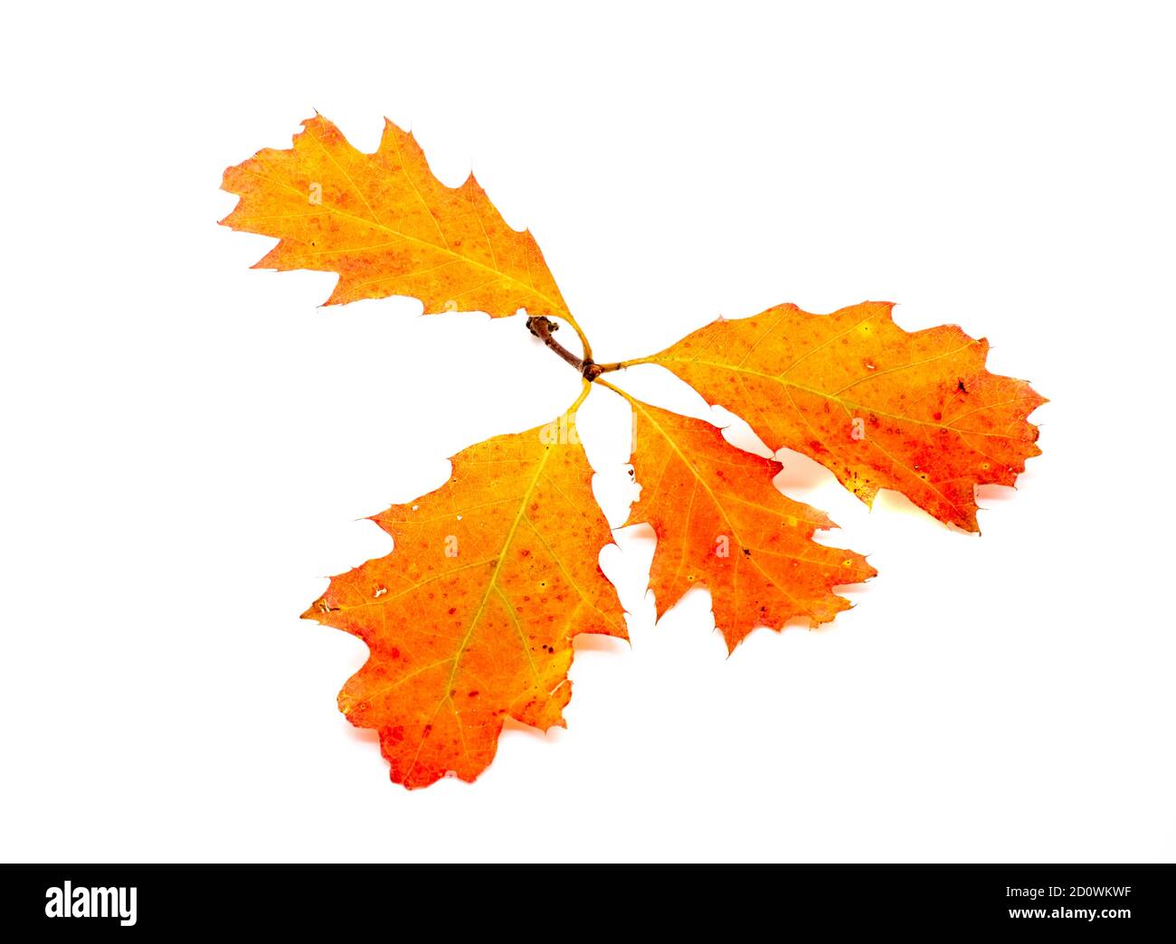 Foglie di un albero di quercia in autunno isolato Foto Stock