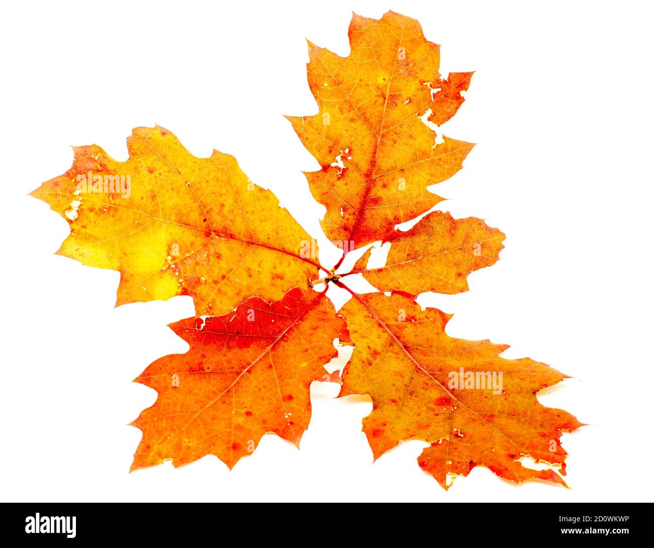 Foglie colorate di quercia autunnale isolate Foto Stock