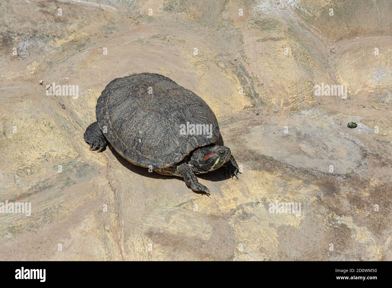 Animali. Una tartaruga acquatica crogiola al sole su una spiaggia rocciosa. Foto di scorta Foto Stock