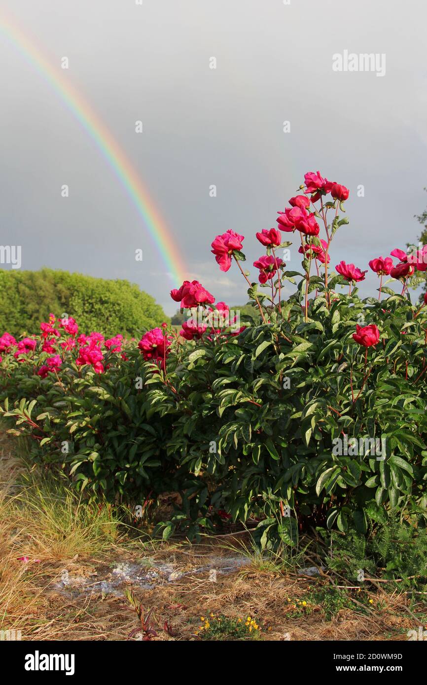 Fiori di Peony, una pianta erbacea perenne, e un arcobaleno Foto Stock