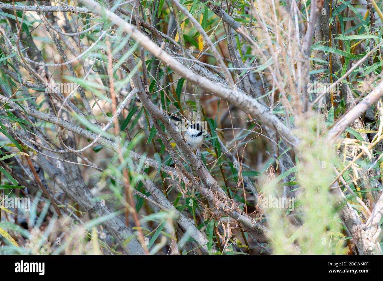 Un Chickadee (atricapillus di Poecile) con cappotto nero adulto, arroccato in una fitta vegetazione Foto Stock