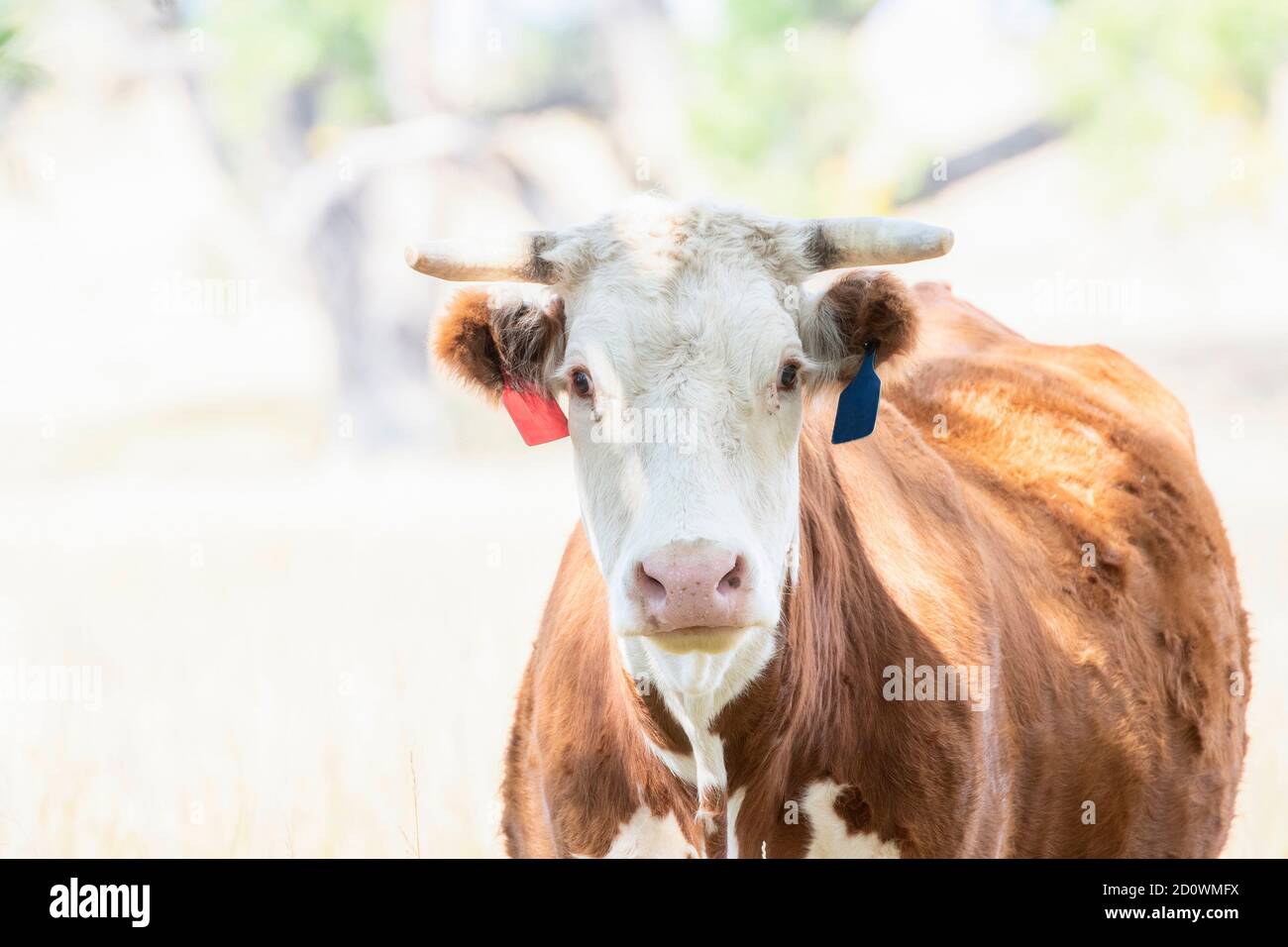 A Cow (Bos taurus) In pascolo aperto con i corni segati Foto Stock