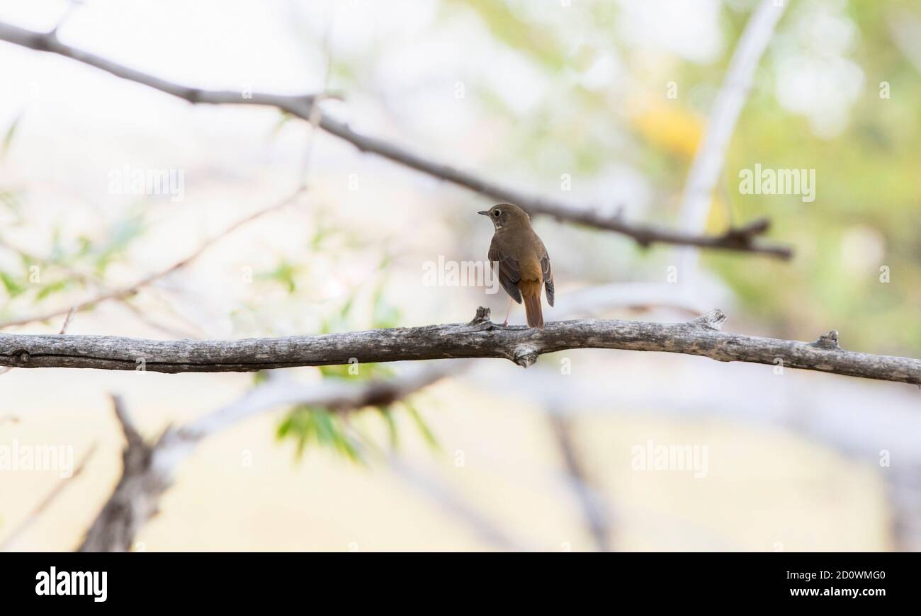 Un trush eremita adulto (Catharus guttatus) Appollaiato su un ramo di albero durante la migrazione in Colorado Foto Stock