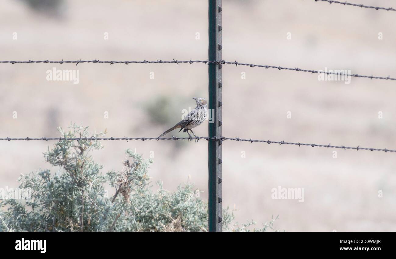 Un Thrasher di Sage per adulti (Oreoscoptes montanus) Appollaiato su filo di barbato sulle praterie nazionali di Pawnee in Colorado Foto Stock