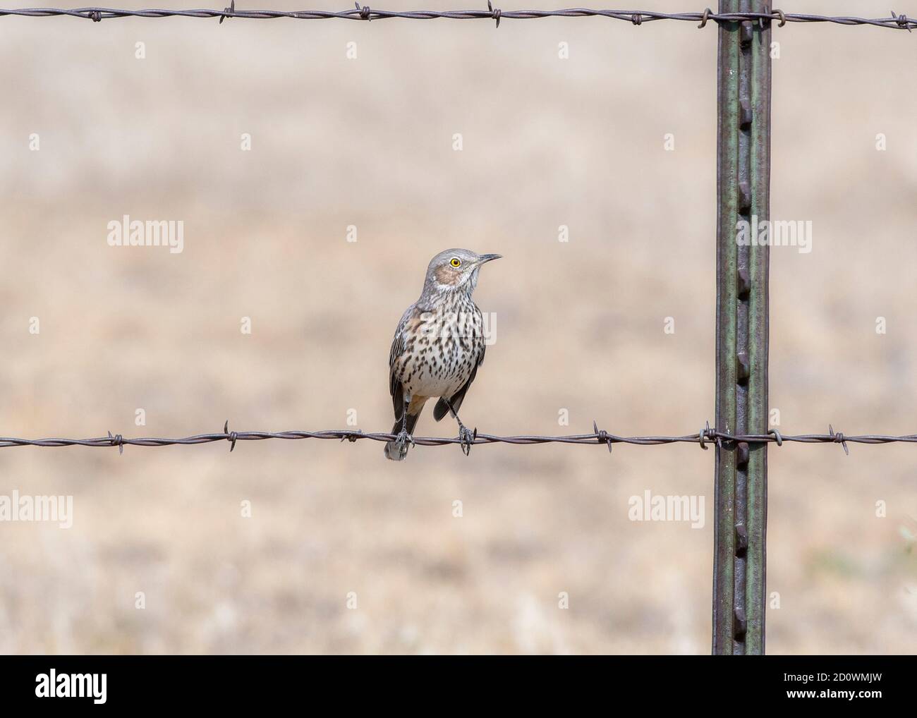 Un Thrasher di Sage per adulti (Oreoscoptes montanus) Appollaiato su filo di barbato sulle praterie nazionali di Pawnee in Colorado Foto Stock