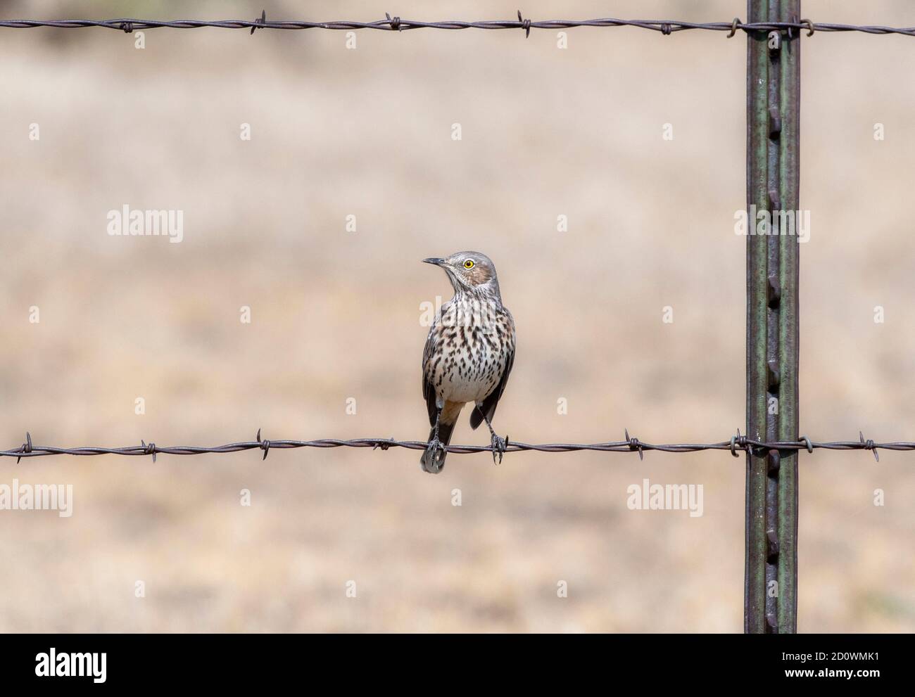 Un Thrasher di Sage per adulti (Oreoscoptes montanus) Appollaiato su filo di barbato sulle praterie nazionali di Pawnee in Colorado Foto Stock