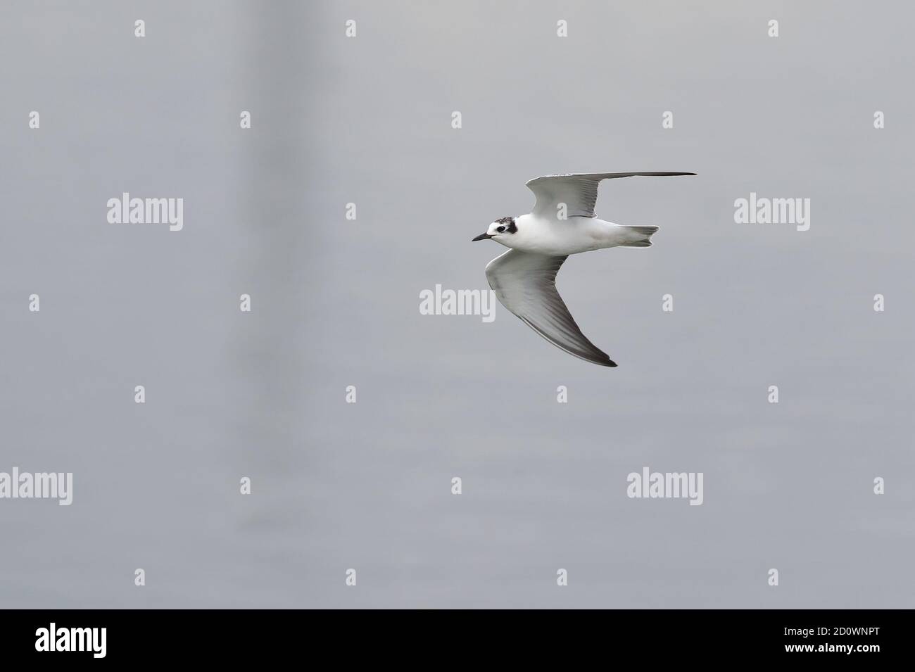 Tern giovane bianco alato intorno piscine a Cantley Foto Stock