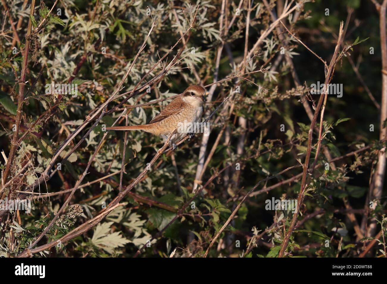 1° inverno Brown Shrike a Warham Greens Foto Stock