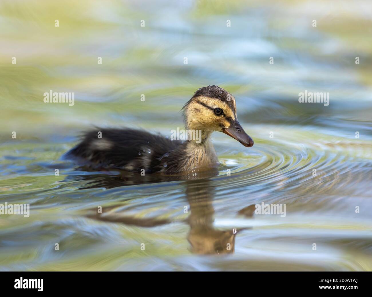 Un bambino Mallard Duckling nuotare in un lago d'acqua dolce, blu e verde con luce solare attacata. Foto Stock