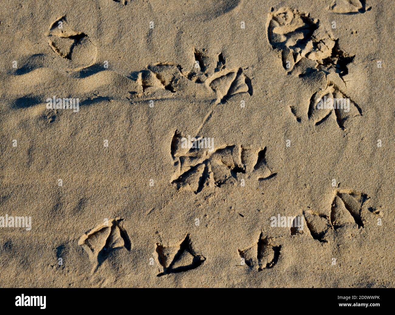 Tracce di gabbiani sulla sabbia Foto Stock
