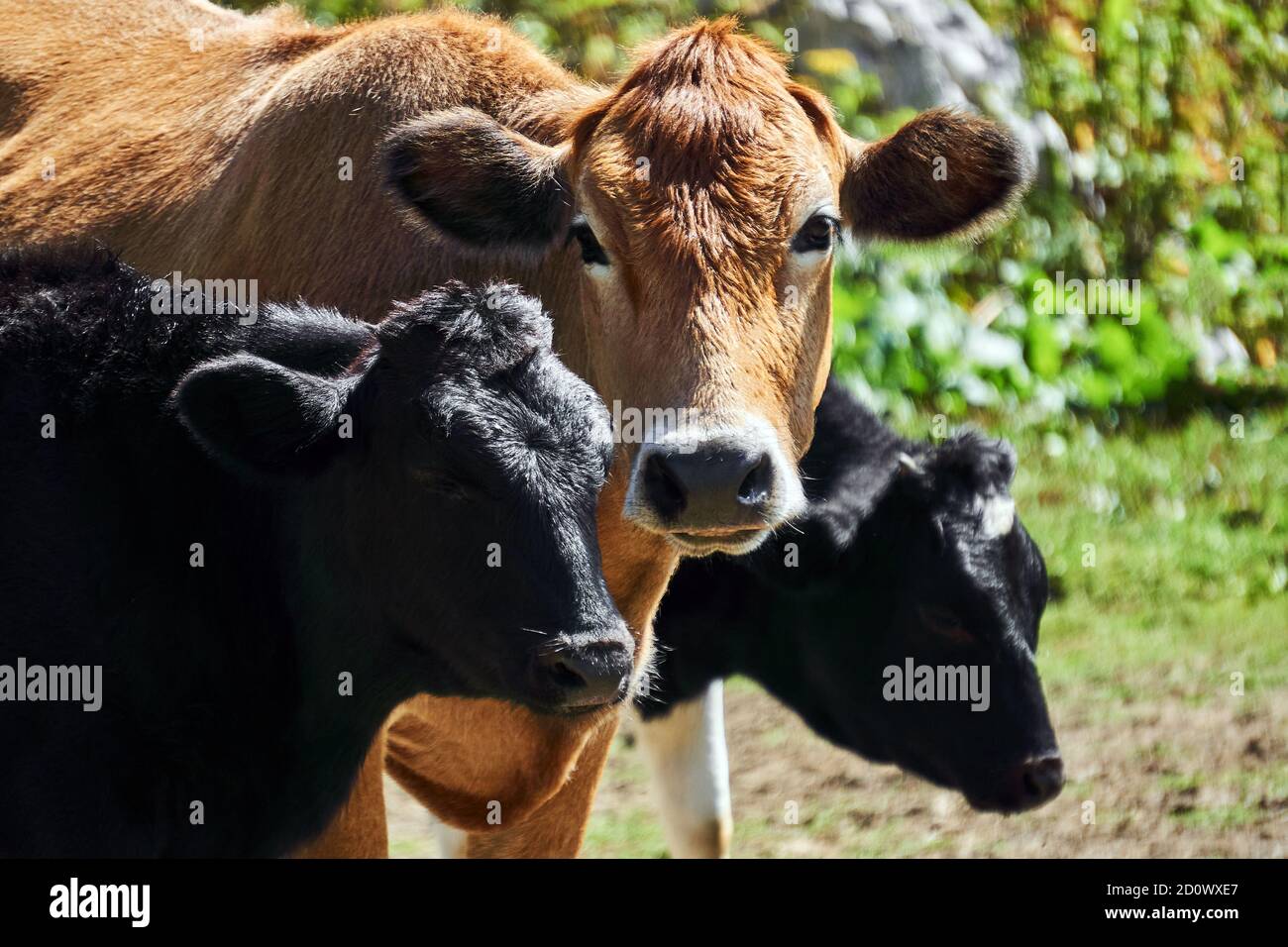 ritratto di una mucca rossa con due polpacci neri all'aperto primo piano Foto Stock