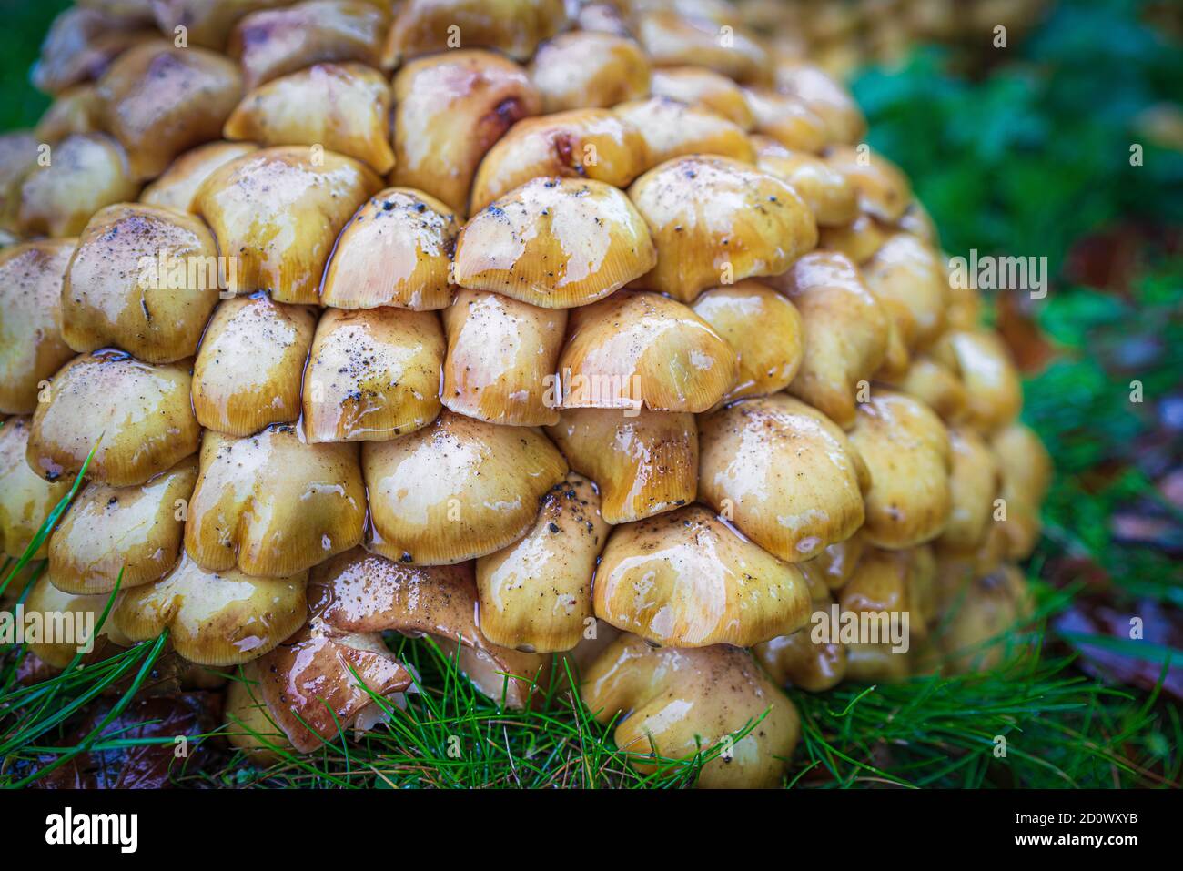 Funghi di ciuffo di zolfo non commestibili, funghi e toadstools, potenziale di confusione, Autunnal, giallo, gialli, miele-beige-marrone Fungo di miele, radici. Foto Stock