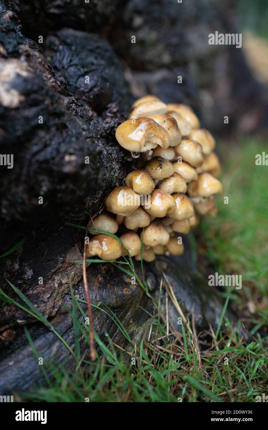 Funghi di ciuffo di zolfo non commestibili, funghi e toadstools, potenziale di confusione, Autunnal, giallo, gialli, miele-beige-marrone Fungo di miele, radici. Foto Stock