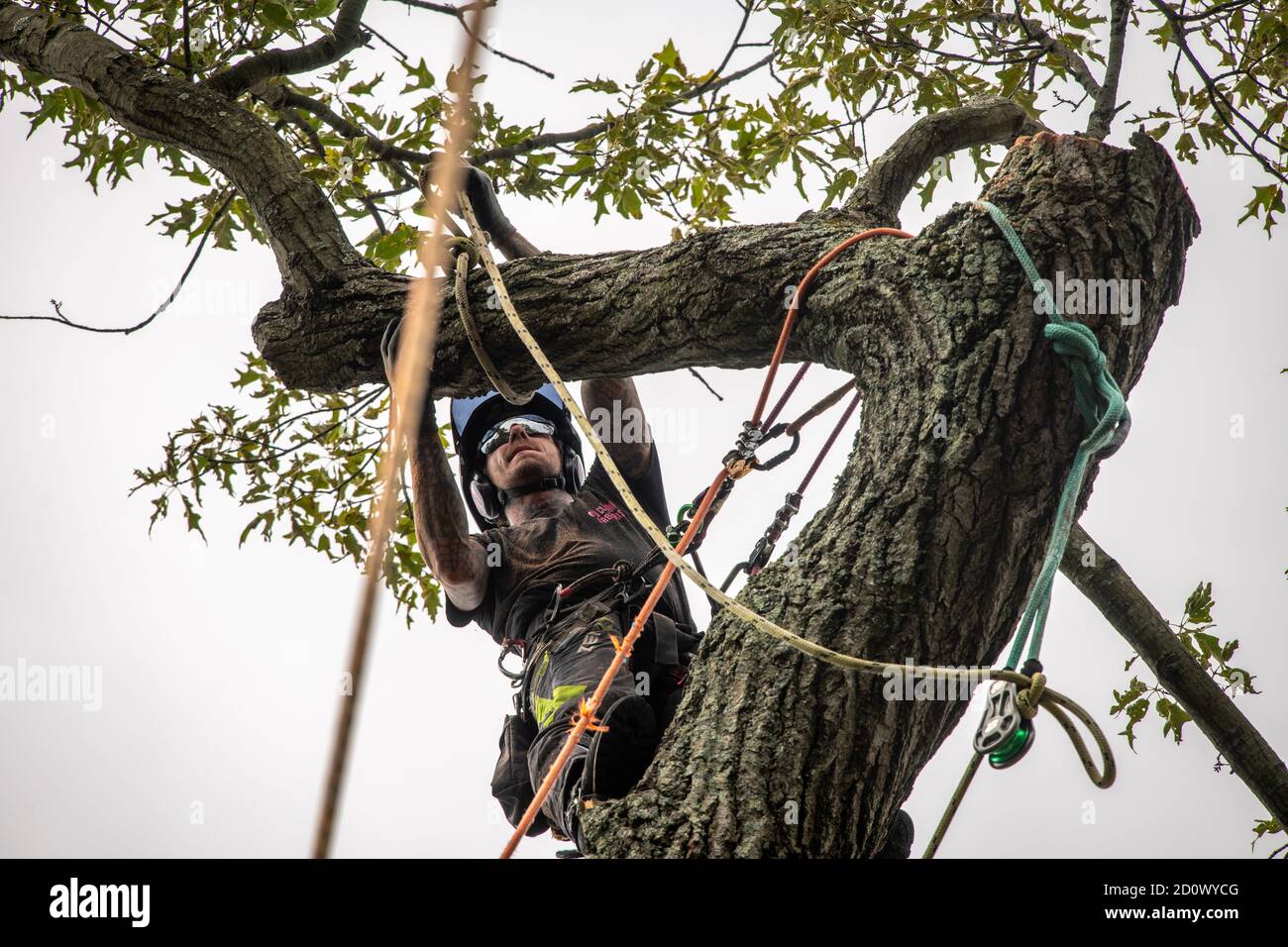 L'uomo prepara l'arto su albero per la rimozione, Aberdeen, Maryland Foto Stock