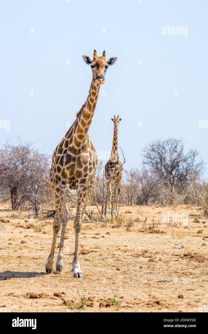 Giraffa a tre corna, Giraffa camelopardalis, Etosha National Park, Namibia Foto Stock