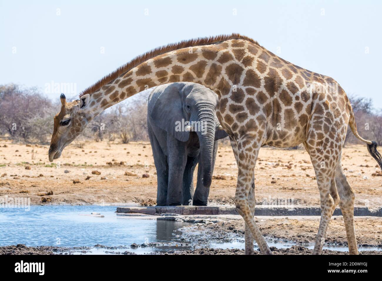 Giraffa a tre corna, Giraffa camelopardalis, e l'elefante africano Bush, Loxodonta africana, Etosha National Park, Namibia Foto Stock