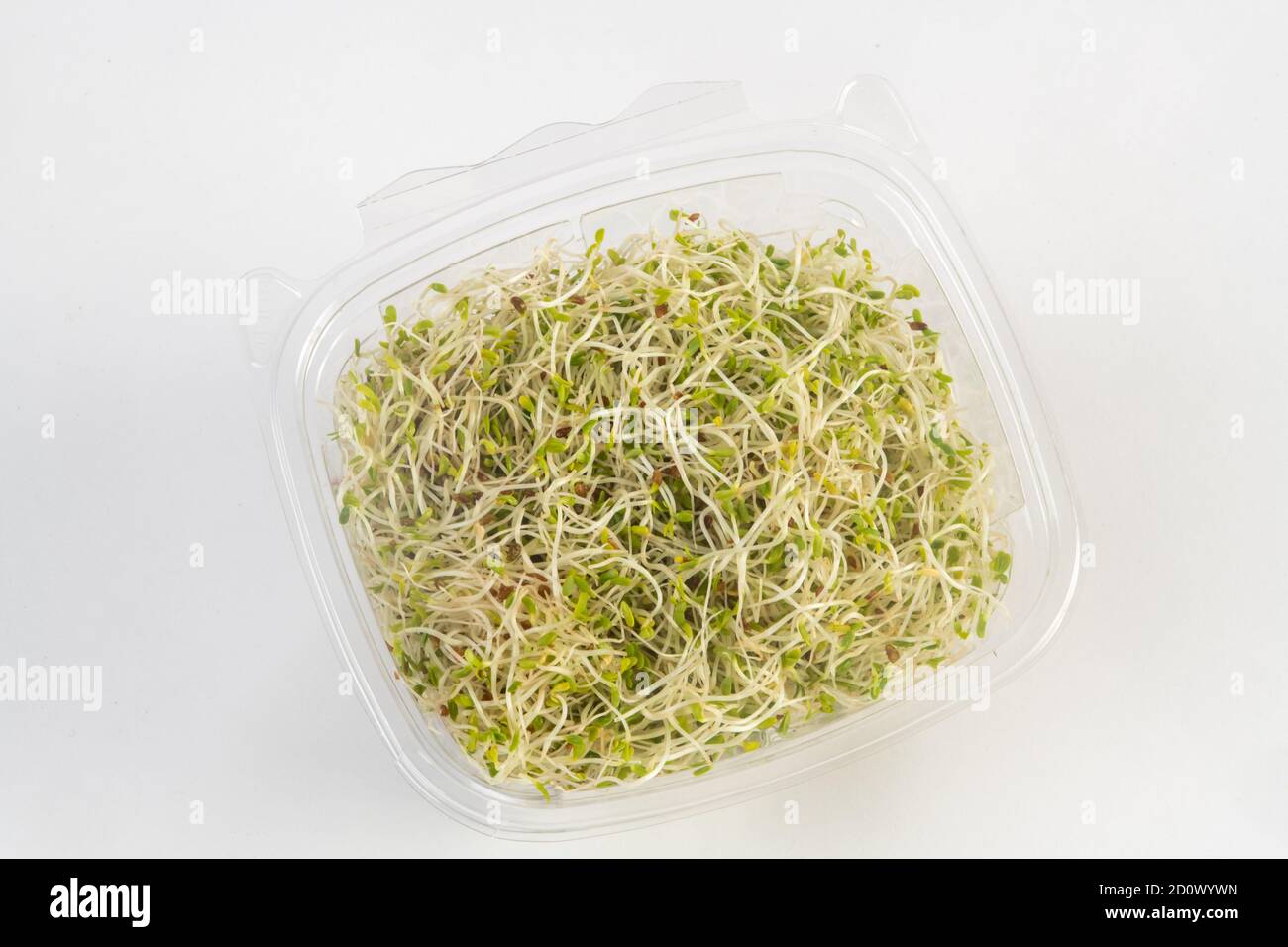Potomac Sprout Company germogli organici di Alfalfa Foto Stock