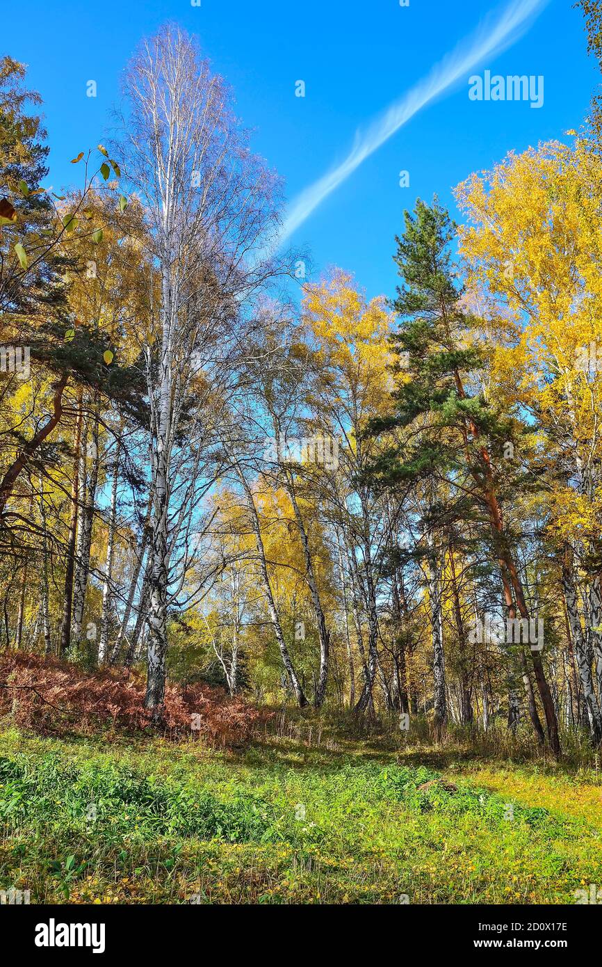 Prato di falda con erba verde vicino alla foresta autunnale con colorito fogliame luminoso. Pittoresco paesaggio autunnale in boschetto di betulla dorata in una calda giornata di sole. Autu Foto Stock