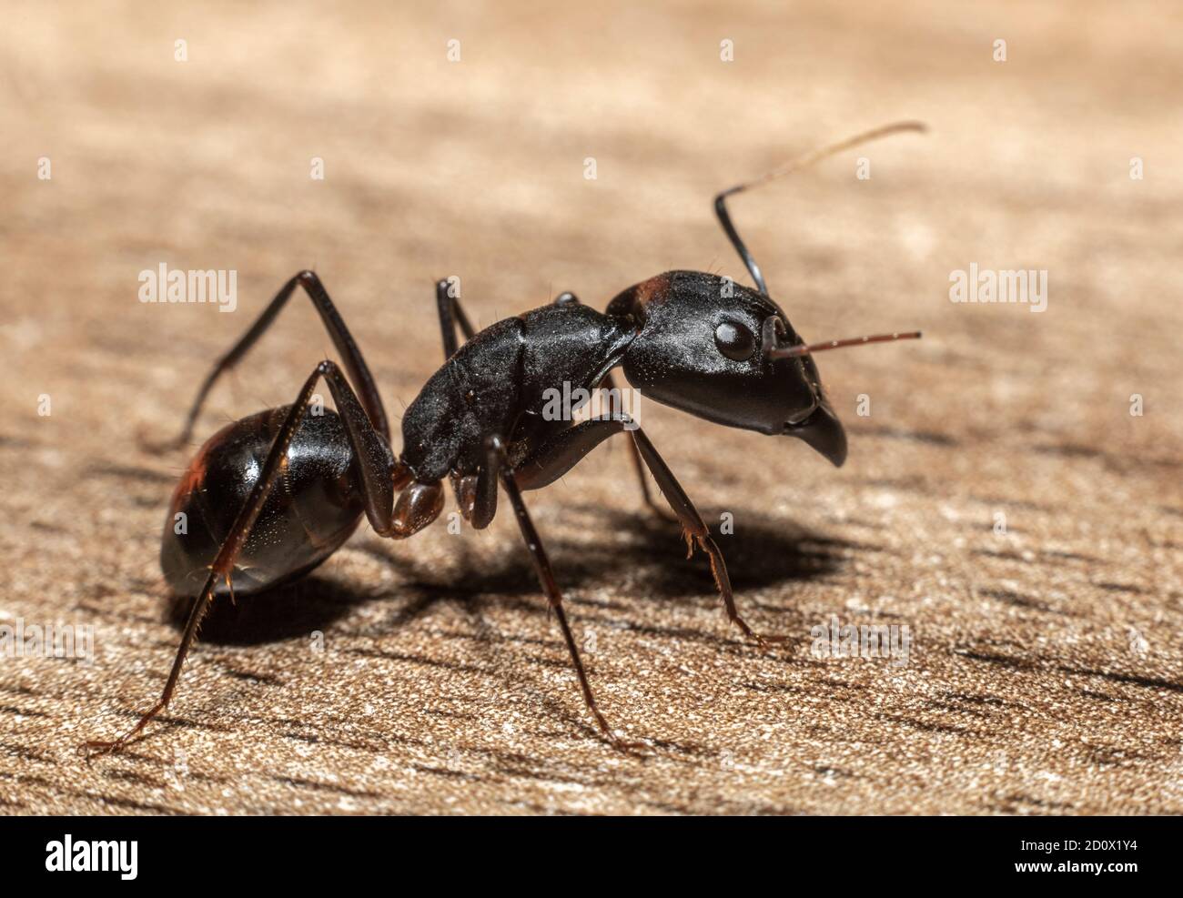 Camponotus xerxes, l'Ant Nero Gigante trovato negli Emirati Arabi Uniti Foto Stock