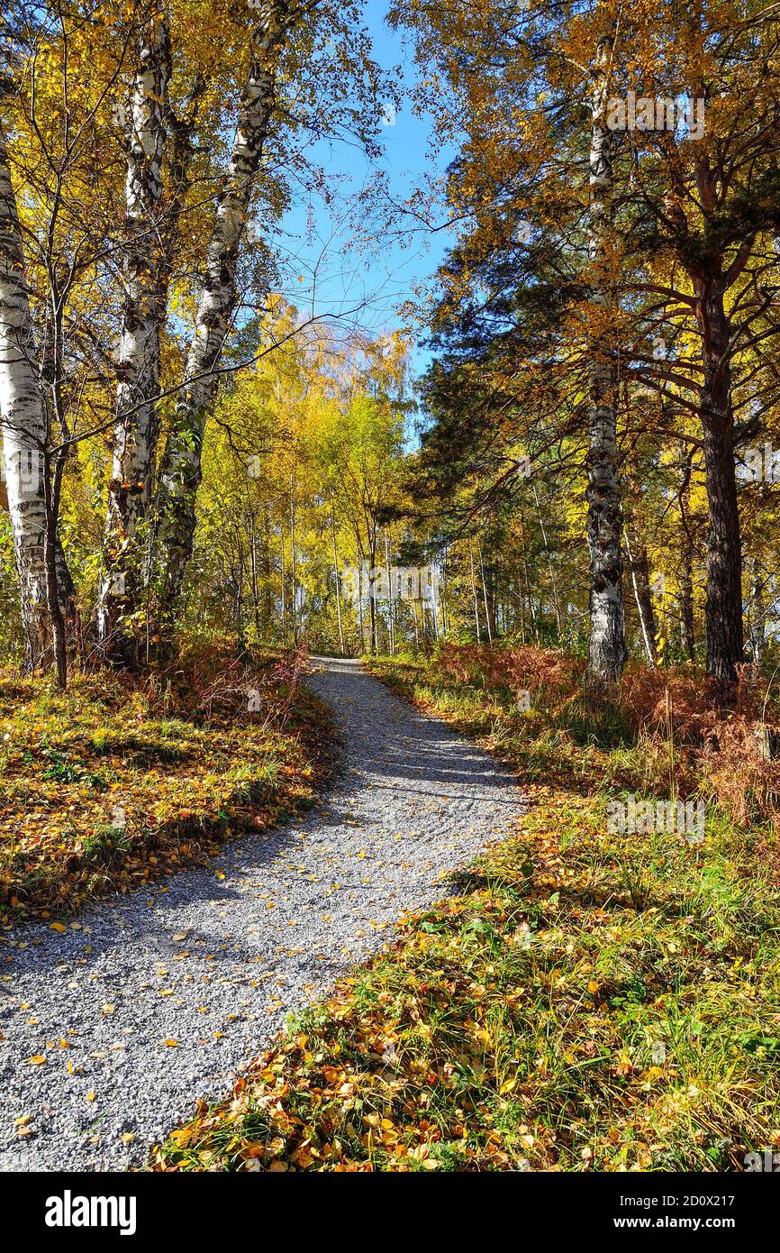 Ghiaia percorso tortuoso attraverso la foresta autunno colorato su collina. Tronchi bianchi e foglie dorate di alberi di betulla, aghi verdi di pini, erba secca rossa Foto Stock