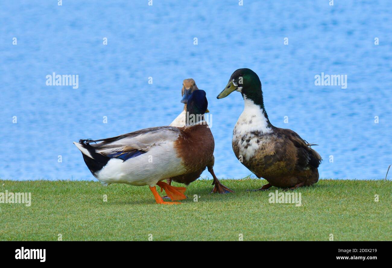 Tre anatre sul campo da golf. Con uno sfondo di lago e erba Foto Stock