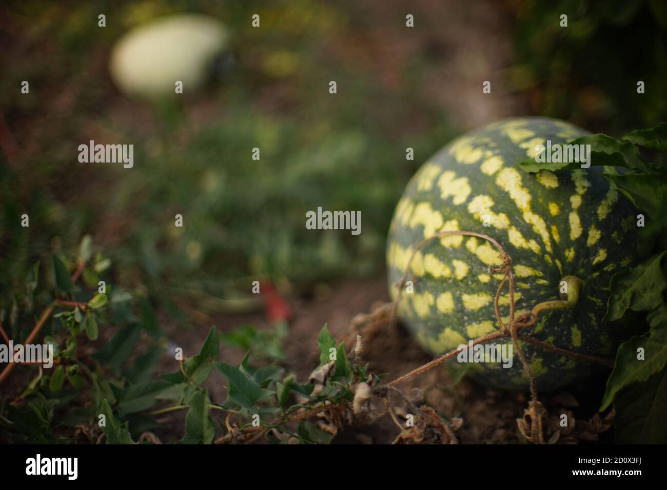Il melone striato maturo cresce nel giardino estivo o il massa Foto Stock