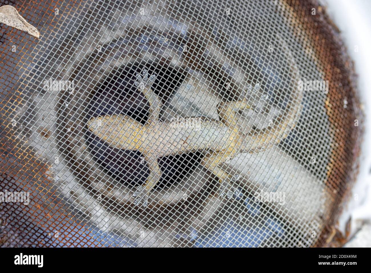Una piccola lucertola pende capovolta su una rete di acciaio. Il gecko orientale si blocca su una fogna dove scorre l'acqua, Thailandia. Foto Stock