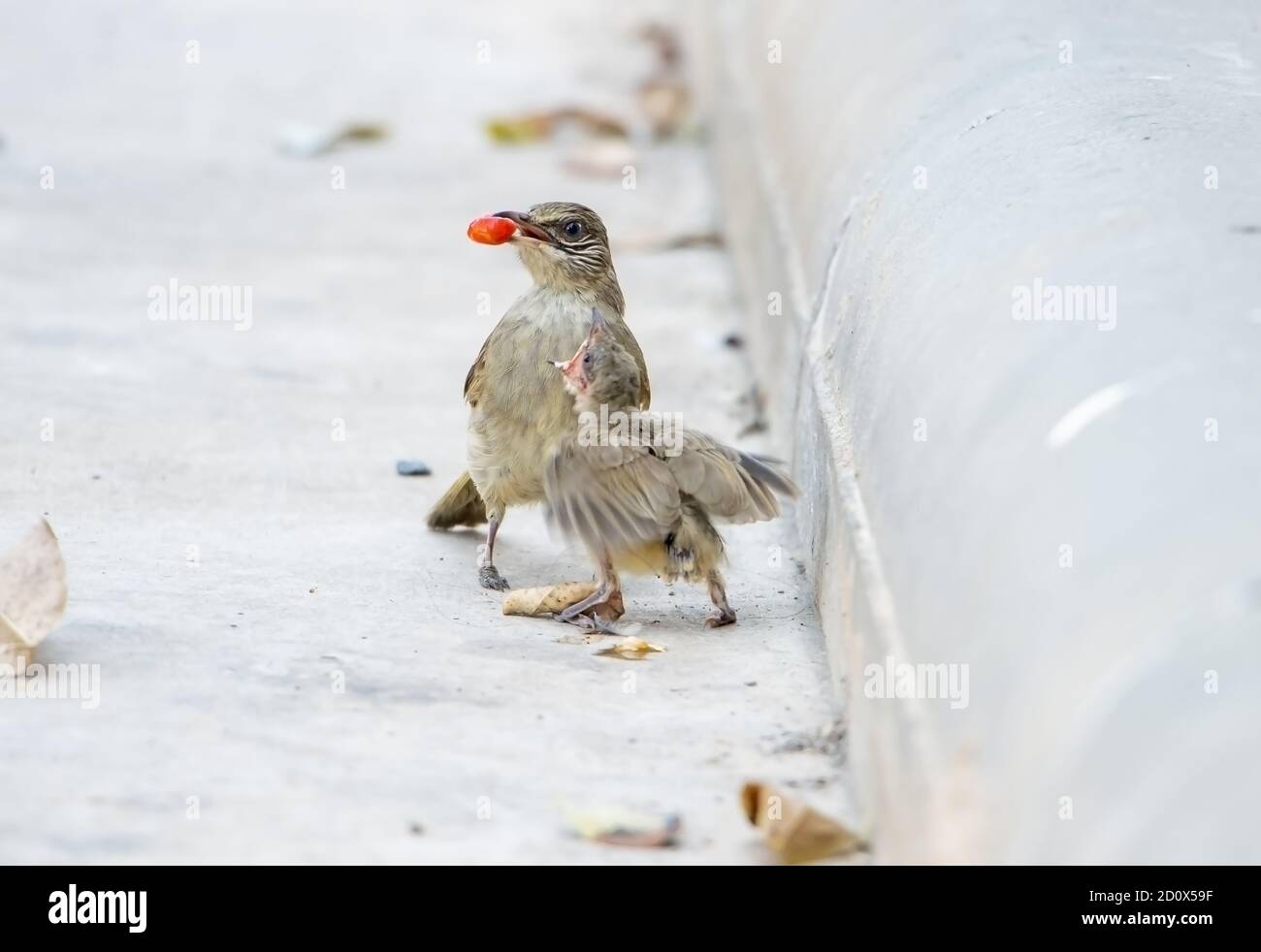 I genitori nutrono un piccolo uccello cieco per la strada. Cura di un uccello neonato che è caduto da un nido su un albero. Foto Stock