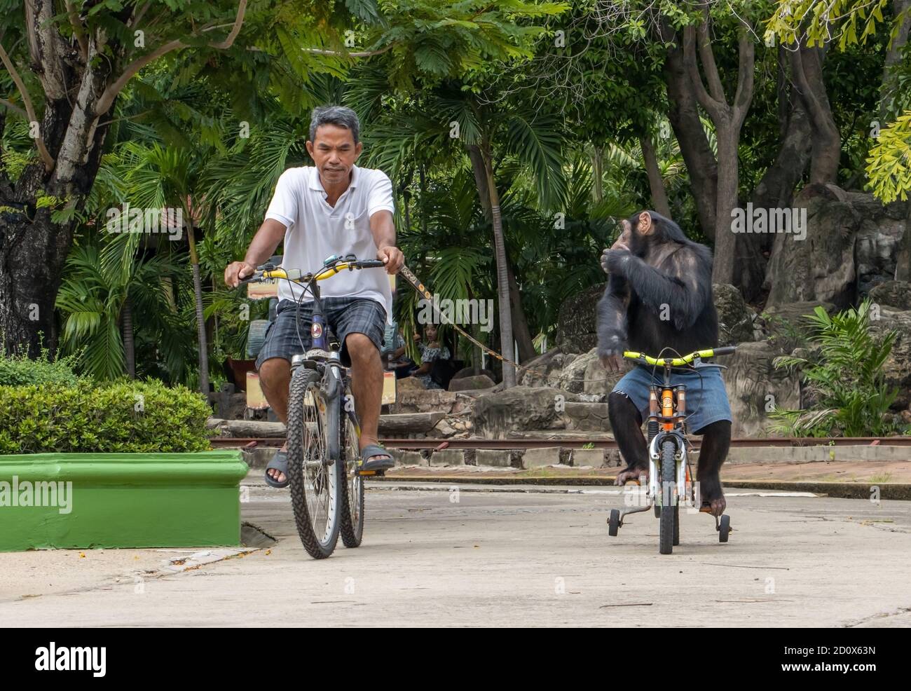 SAMUT PRAKAN, THAILANDIA, 28 2020 LUGLIO, UNO scimpanzé guida una bicicletta in un parco con il suo allevatore. Foto Stock