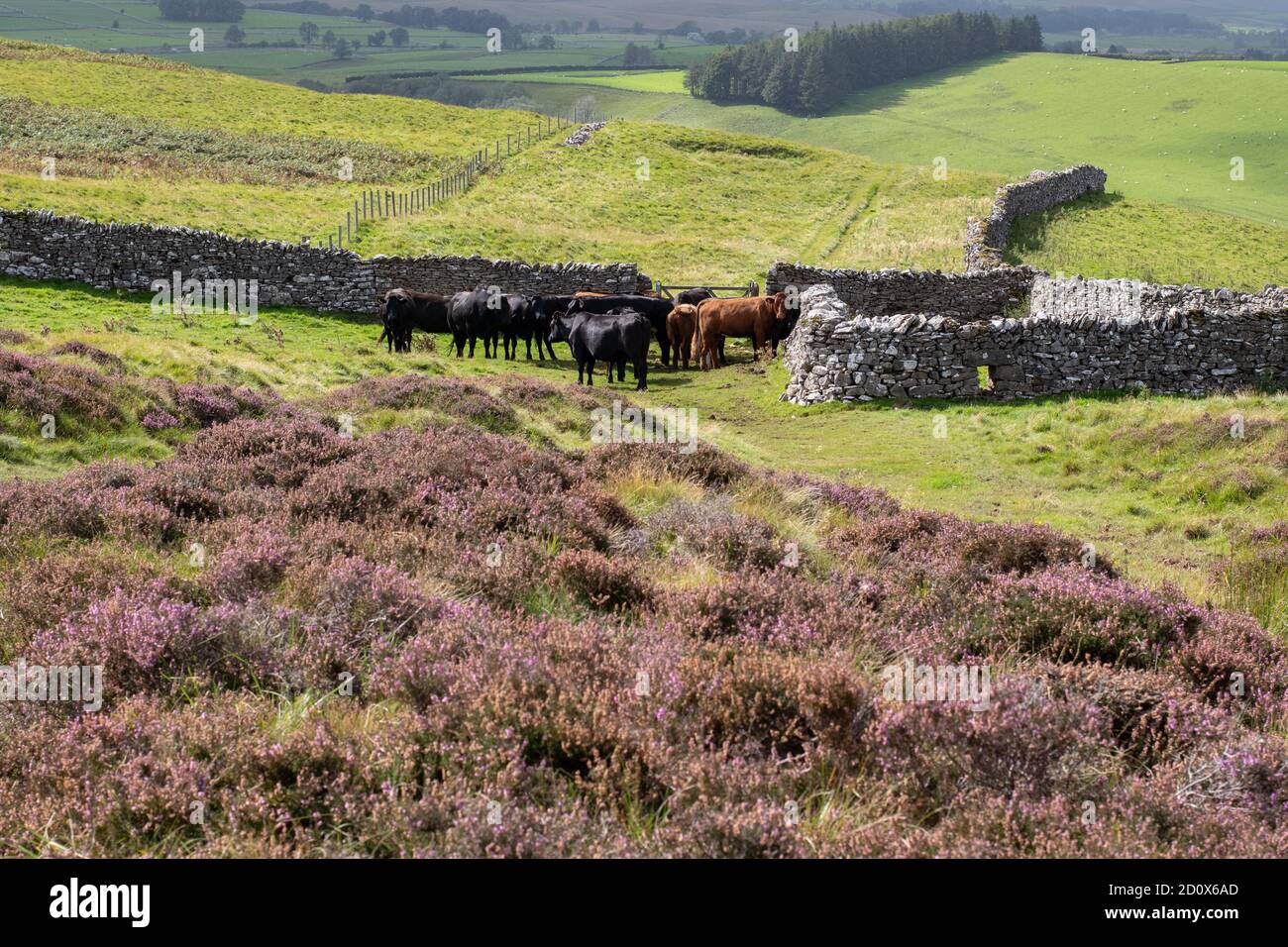 Le mucche in campo si sono riunite intorno ad un cancello con accesso ad un ponte utilizzato da ciclisti escursionisti e cavalieri, tra cui on the Coast to Coast Walk, Cumbria Foto Stock