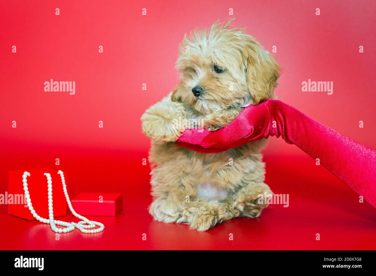 Le mani femminili in guanti di seta rossa tengono un cucciolo maltese su sfondo rosso Foto Stock