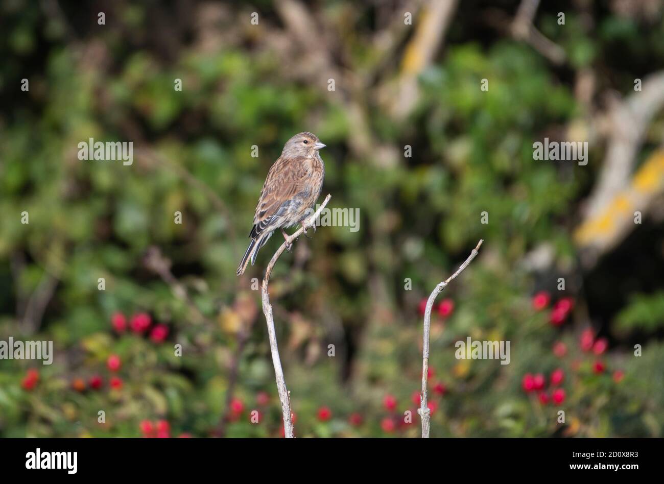 Linnet comune (Carduelis cannabina), fotografato in autunno Foto Stock
