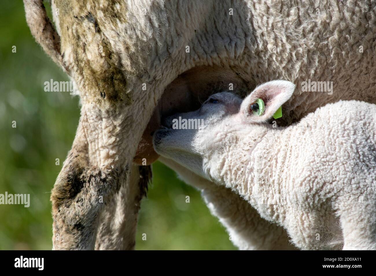 Primo piano foto di un agnello che beve latte dal suo madre per energia Foto Stock