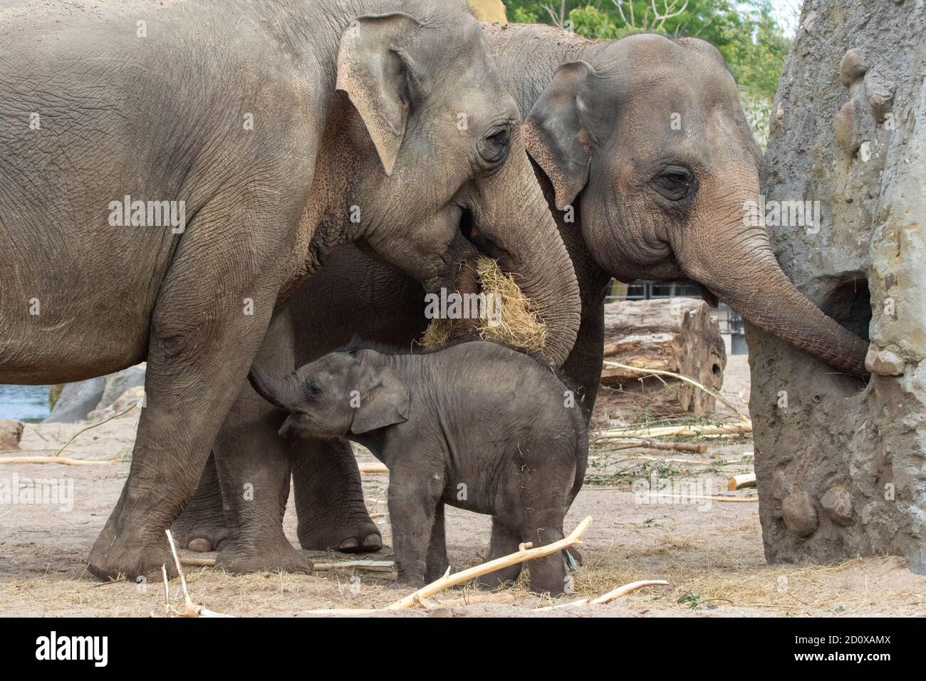 Giovane elefante nelle vicinanze della madre e dell'altro elefanti Foto Stock