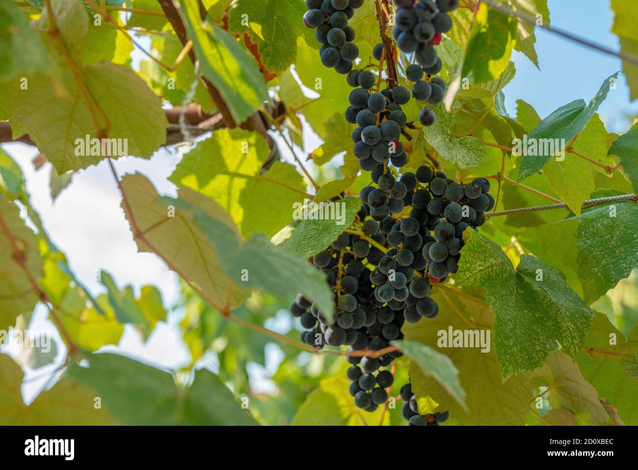 Un grappolo di uve rosse su un ramo (nella zona di Sochi Grande) - Lazzarevskoye villaggio . Uva Isabella. Foglie di uva. Foto Stock