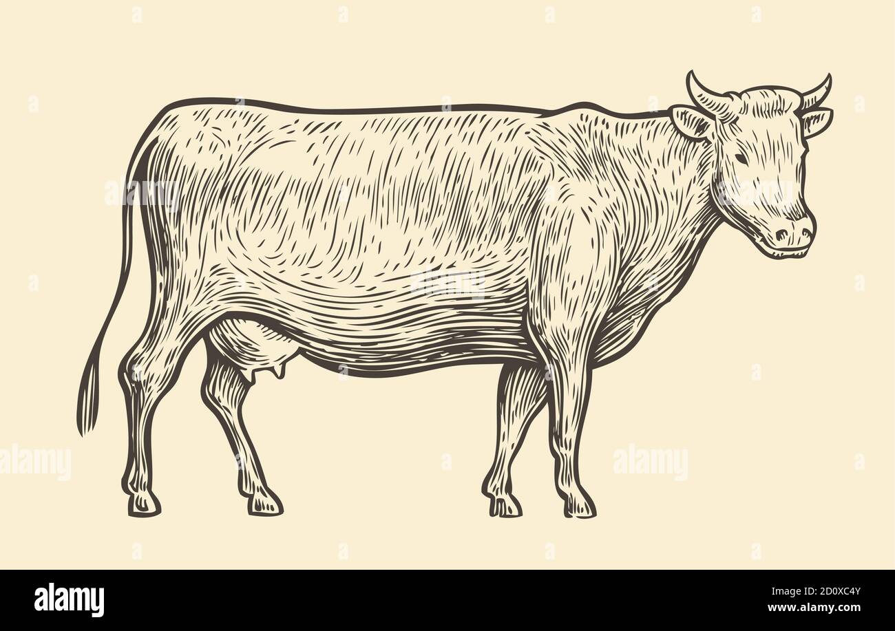 Mucca. Illustrazione vettoriale vintage dello schizzo disegnato a mano Illustrazione Vettoriale